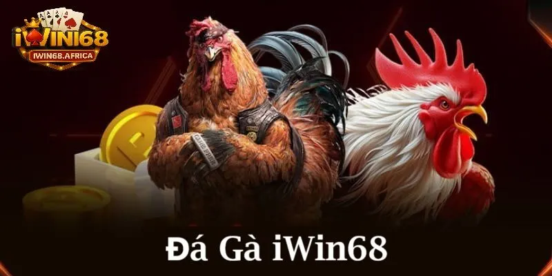 Mẹo vàng tăng tỷ lệ thắng đá gà iWin68
